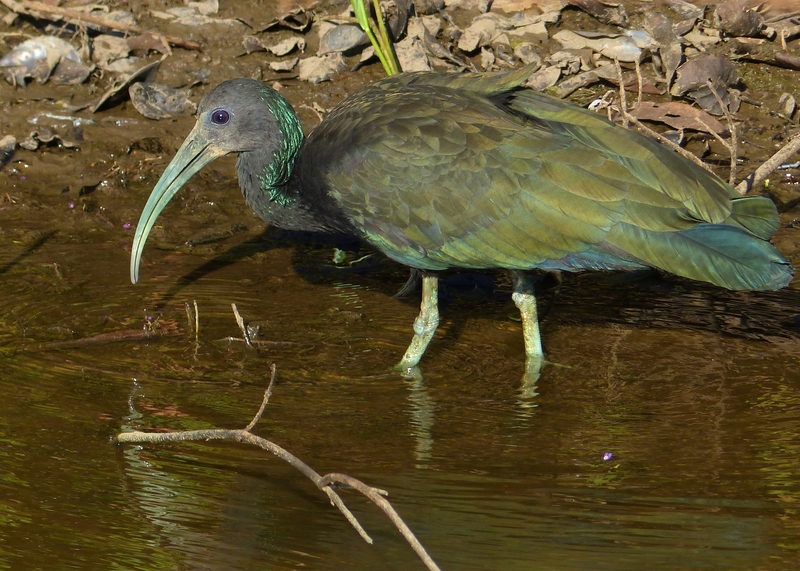 green ibis (Mesembrinibis cayennensis); DISPLAY FULL IMAGE.