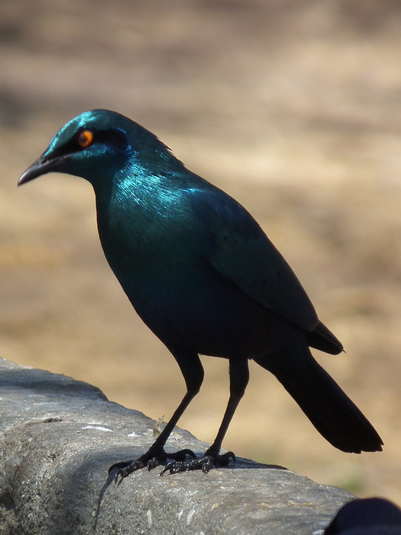 greater blue-eared glossy-starling (Lamprotornis chalybaeus); DISPLAY FULL IMAGE.