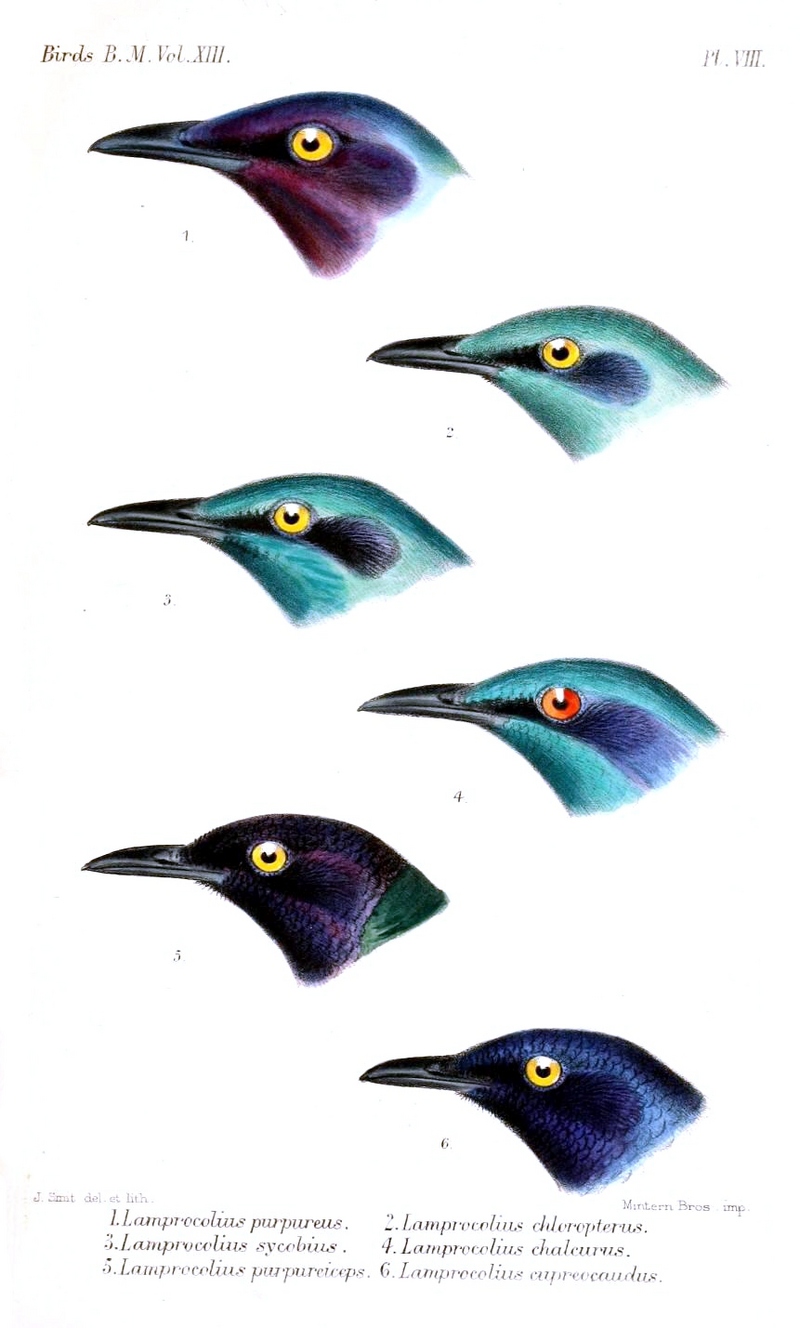 purple glossy starling (Lamprotornis purpureus), lesser blue-eared glossy-starling (Lamprotornis chloropterus), greater blue-eared glossy-starling (Lamprotornis chalybaeus), bronze-tailed glossy-starling (Lamprotornis chalcurus), purple-headed starling (Hylopsar purpureiceps), copper-tailed glossy-starling (Hylopsar cupreocauda); DISPLAY FULL IMAGE.