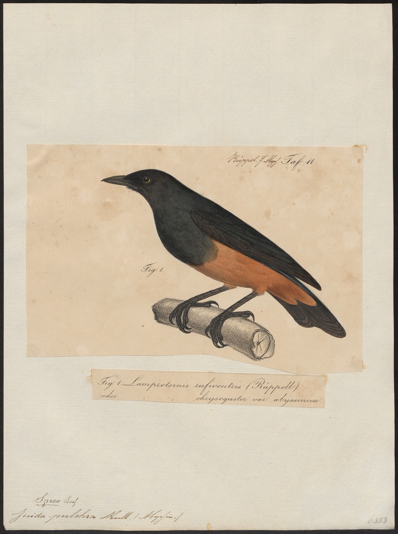 chestnut-bellied starling (Lamprotornis pulcher); DISPLAY FULL IMAGE.
