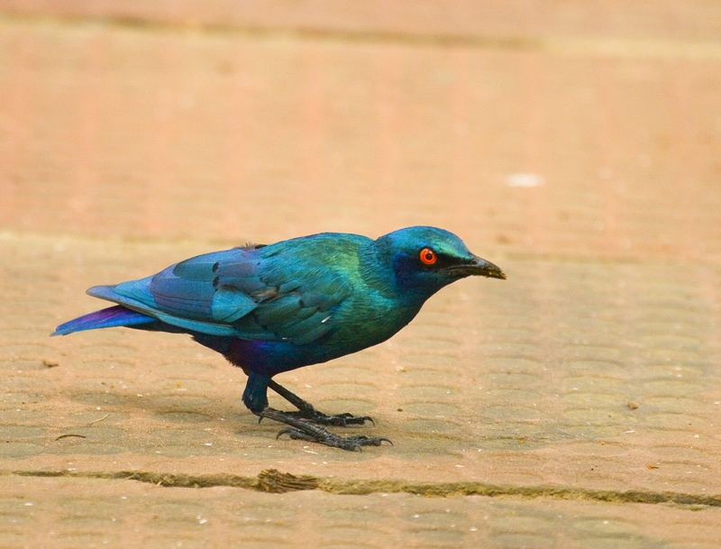 lesser blue-eared glossy-starling (Lamprotornis chloropterus); DISPLAY FULL IMAGE.