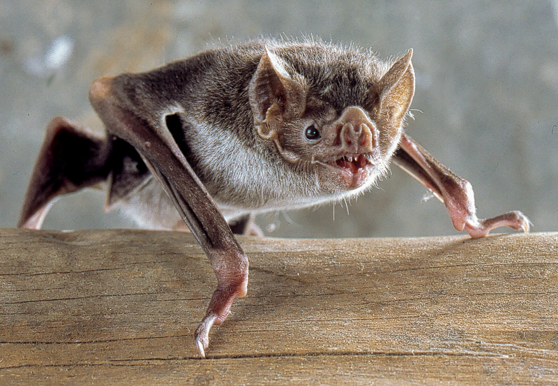 common vampire bat (Desmodus rotundus); DISPLAY FULL IMAGE.