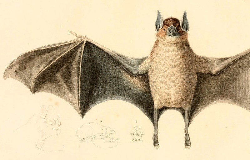 common vampire bat (Desmodus rotundus); DISPLAY FULL IMAGE.