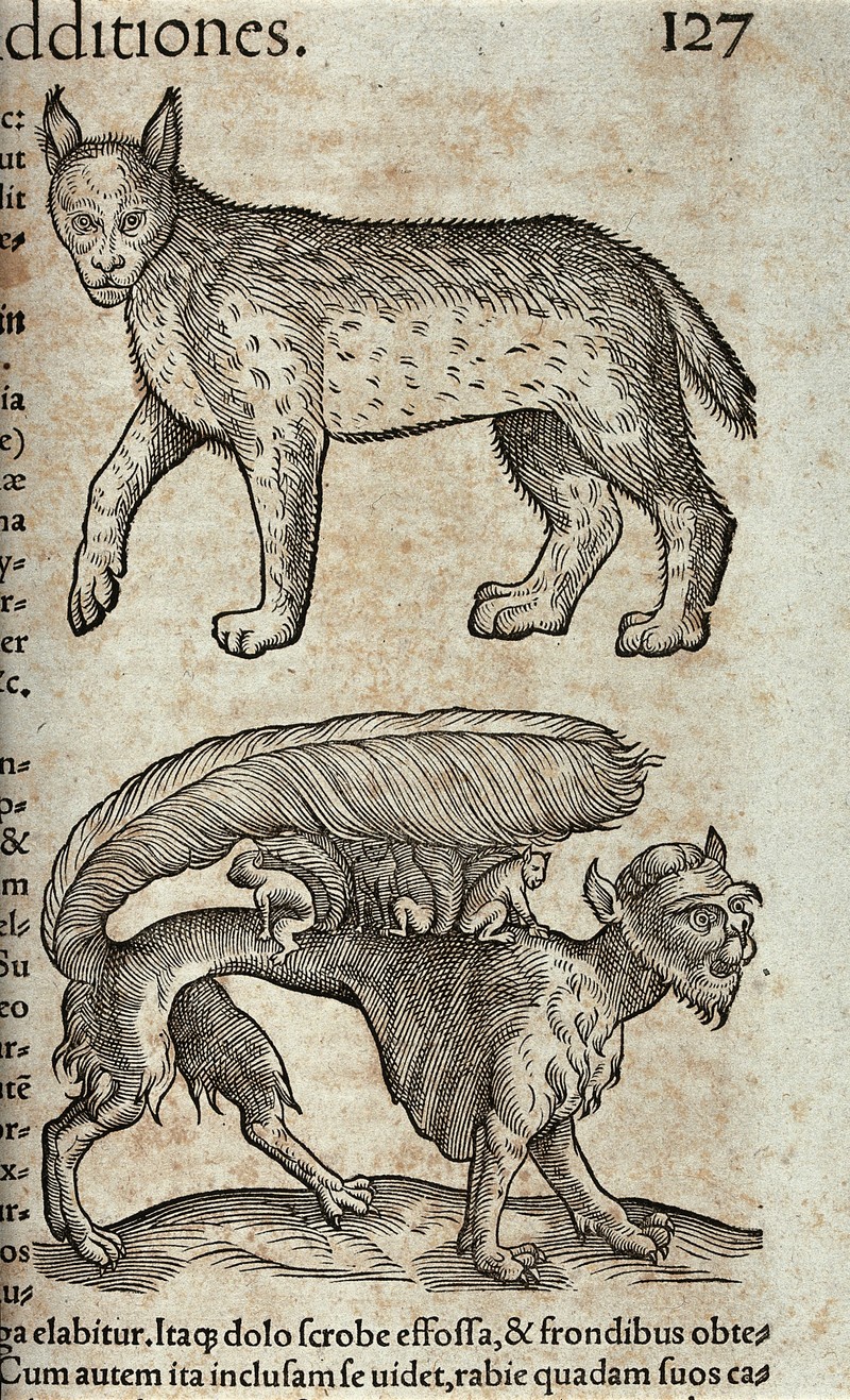 Eurasian lynx (Lynx lynx); DISPLAY FULL IMAGE.
