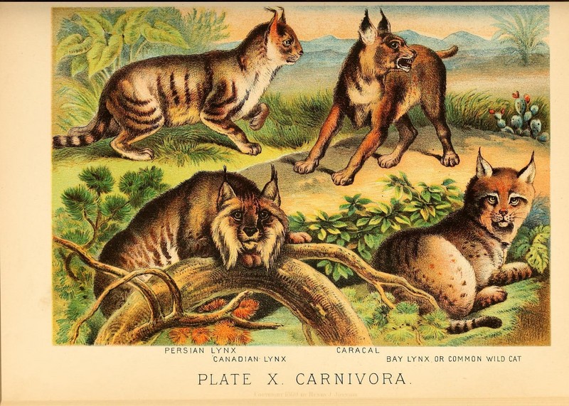 Eurasian lynx (Lynx lynx), caracal (Caracal caracal), Canada lynx (Lynx canadensis), bobcat (Lynx rufus); DISPLAY FULL IMAGE.