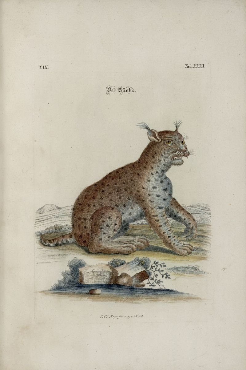 Eurasian lynx (Lynx lynx); DISPLAY FULL IMAGE.
