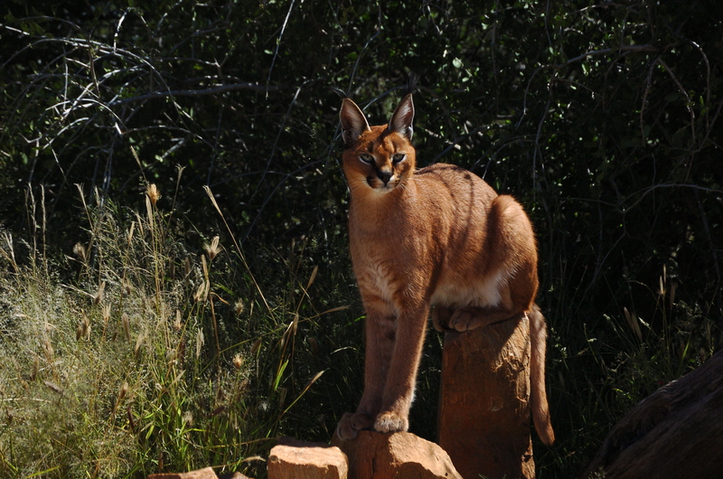 caracal, desert lynx (Caracal caracal); DISPLAY FULL IMAGE.