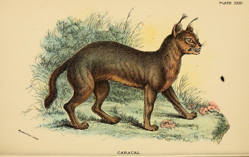 caracal, desert lynx (Caracal caracal); DISPLAY FULL IMAGE.