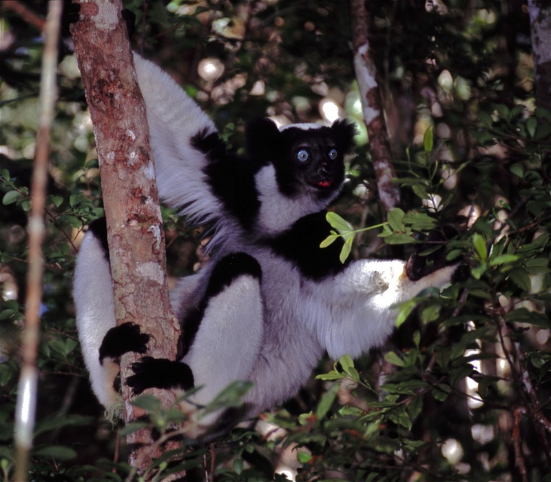 Indri, babakoto (Indri indri); DISPLAY FULL IMAGE.