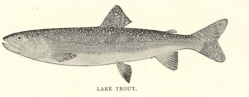lake trout (Salvelinus namaycush); DISPLAY FULL IMAGE.
