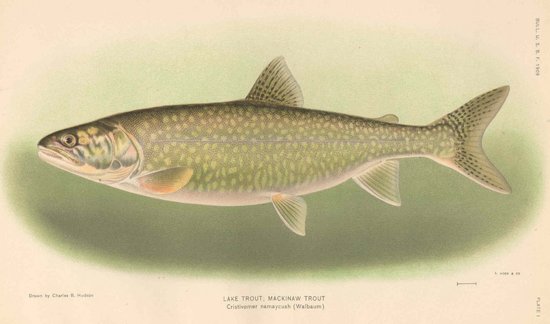 lake trout (Salvelinus namaycush); DISPLAY FULL IMAGE.
