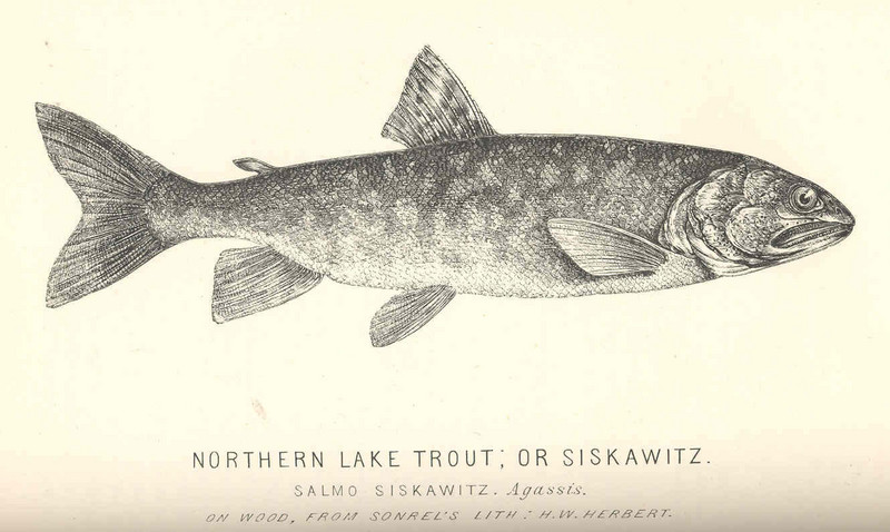 lake trout (Salvelinus namaycush); DISPLAY FULL IMAGE.