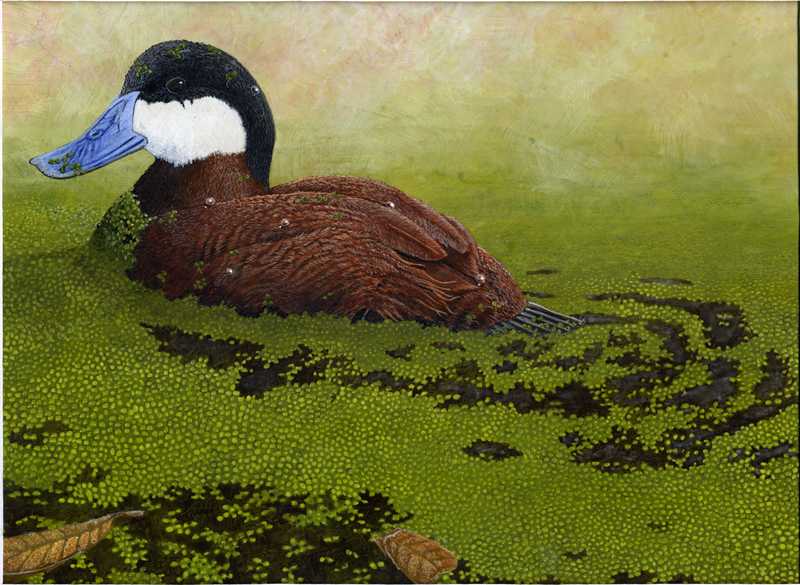 ruddy duck (Oxyura jamaicensis); DISPLAY FULL IMAGE.