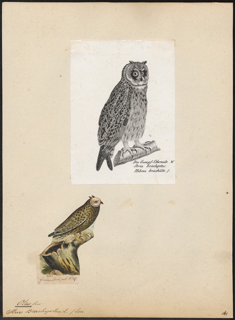 short-eared owl (Asio flammeus); DISPLAY FULL IMAGE.