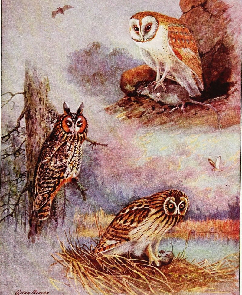 Silent-Winged Owls of North America: common barn owl (Tyto alba), long-eared owl (Asio otus), short-eared owl (Asio flammeus); DISPLAY FULL IMAGE.