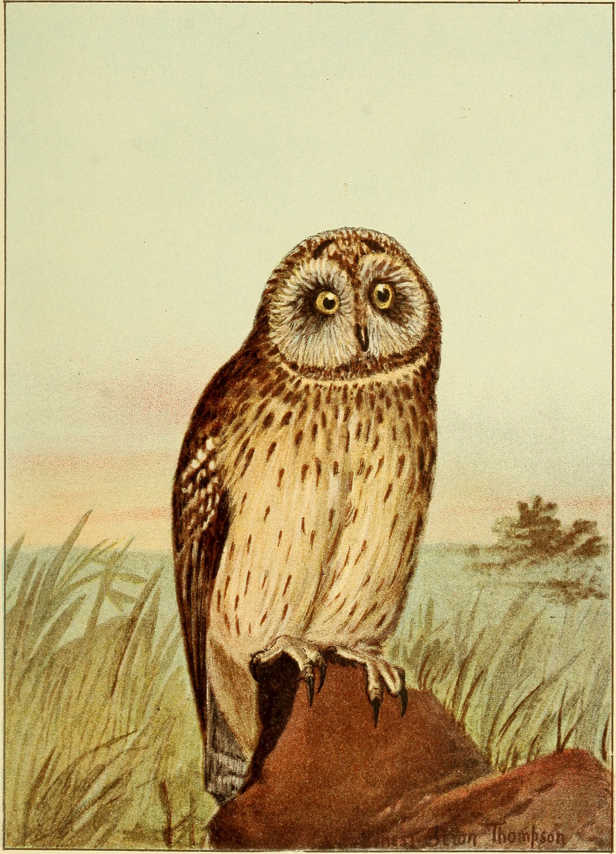 short-eared owl (Asio flammeus); Image ONLY