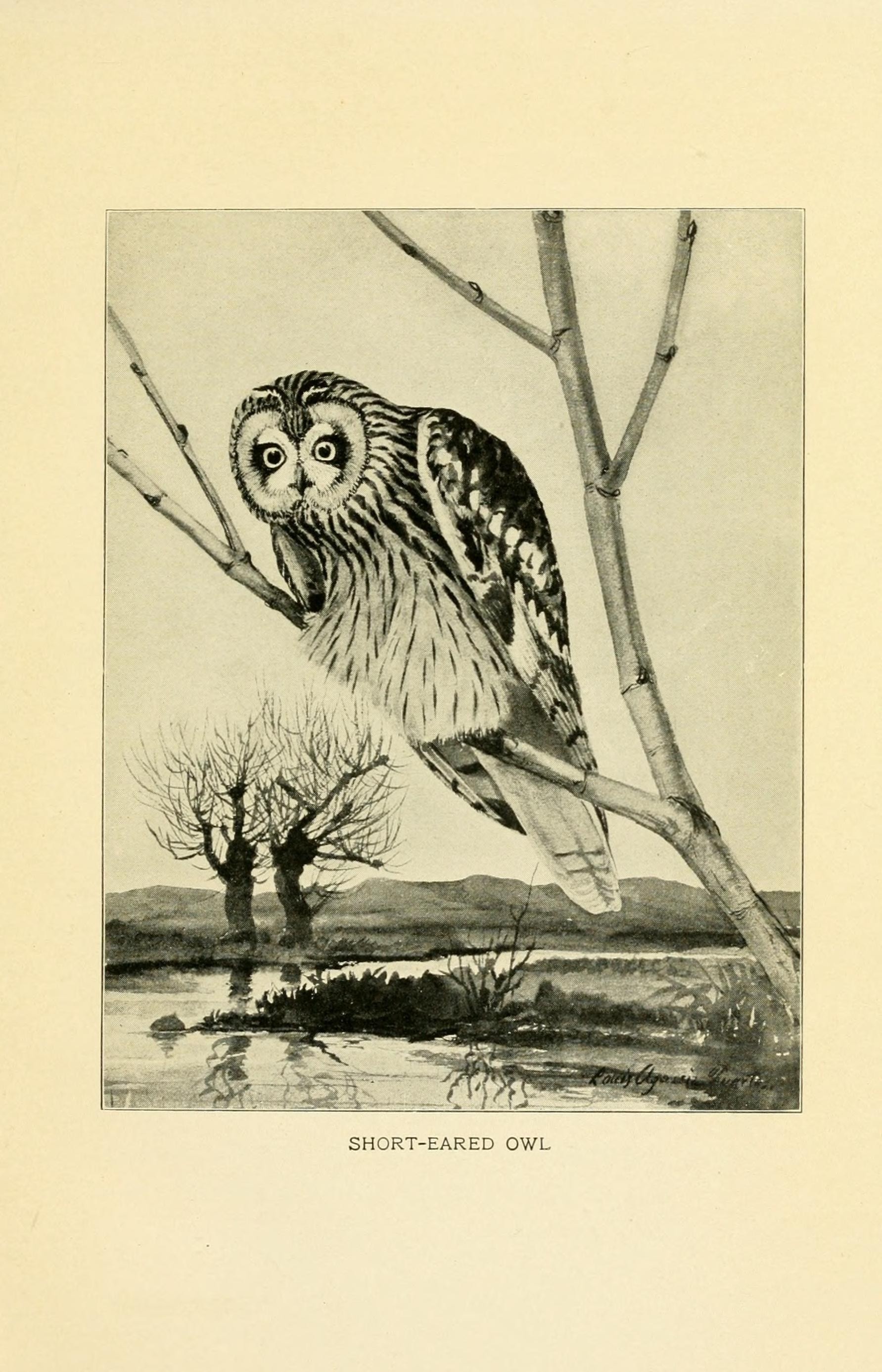 short-eared owl (Asio flammeus); Image ONLY