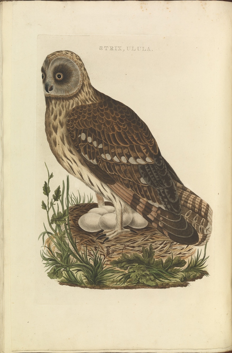short-eared owl (Asio flammeus); DISPLAY FULL IMAGE.