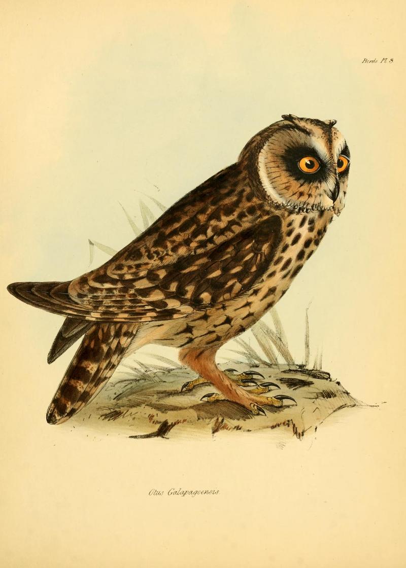 short-eared owl (Asio flammeus galapagoensis); DISPLAY FULL IMAGE.
