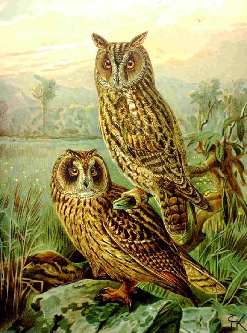 long-eared owl (Asio otus), short-eared owl (Asio flammeus); DISPLAY FULL IMAGE.