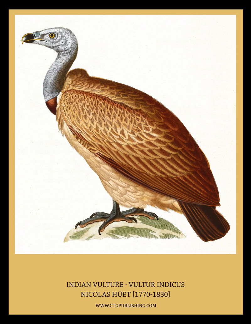 Indian vulture, long-billed vulture (Gyps indicus); DISPLAY FULL IMAGE.