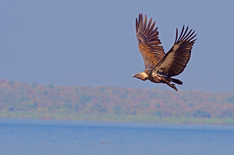 white-rumped vulture (Gyps bengalensis); DISPLAY FULL IMAGE.