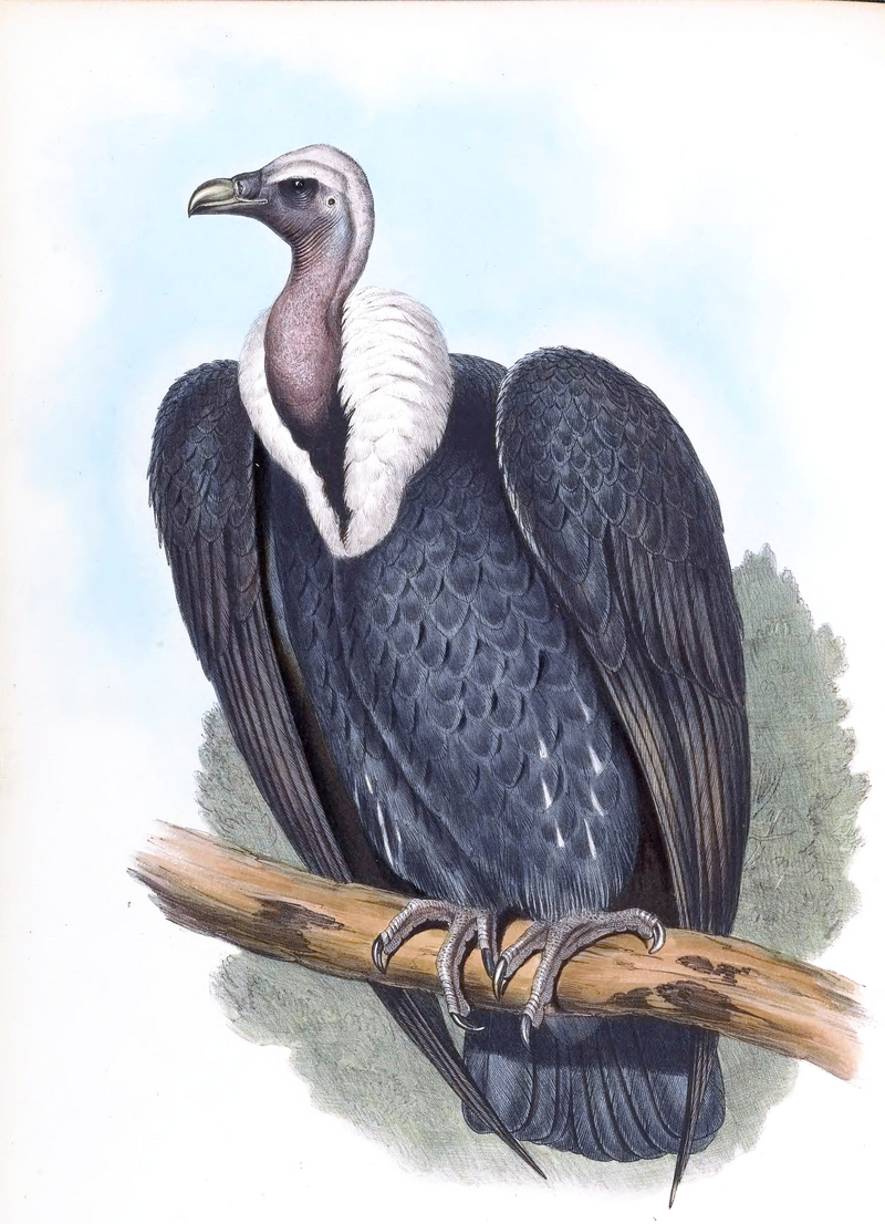 white-rumped vulture (Gyps bengalensis); DISPLAY FULL IMAGE.