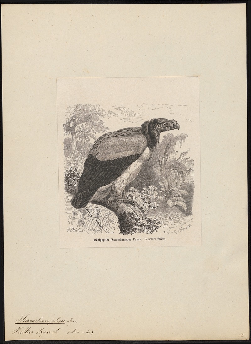 king vulture (Sarcoramphus papa); DISPLAY FULL IMAGE.