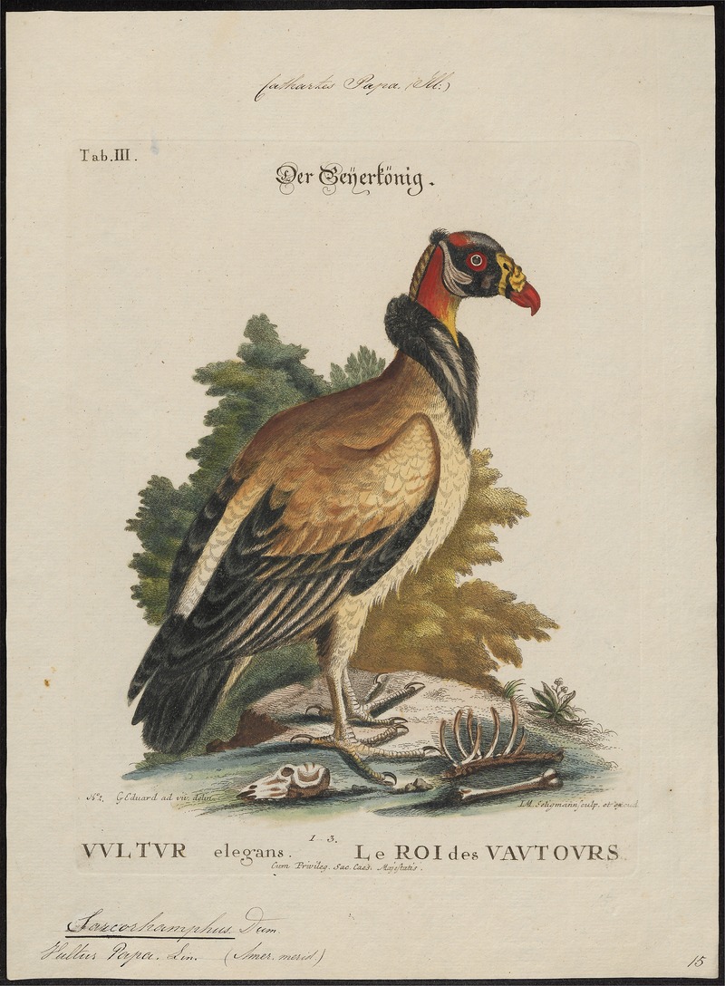 king vulture (Sarcoramphus papa); DISPLAY FULL IMAGE.