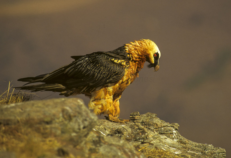 bearded vulture, lammergeier, ossifrage (Gypaetus barbatus); DISPLAY FULL IMAGE.