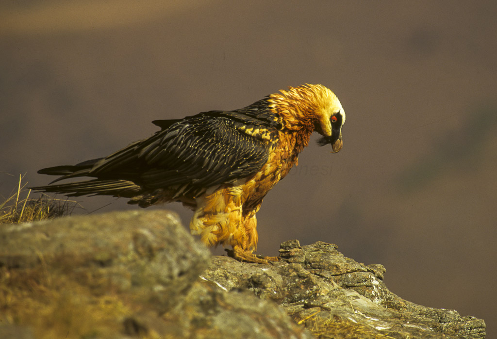 bearded vulture, lammergeier, ossifrage (Gypaetus barbatus); Image ONLY