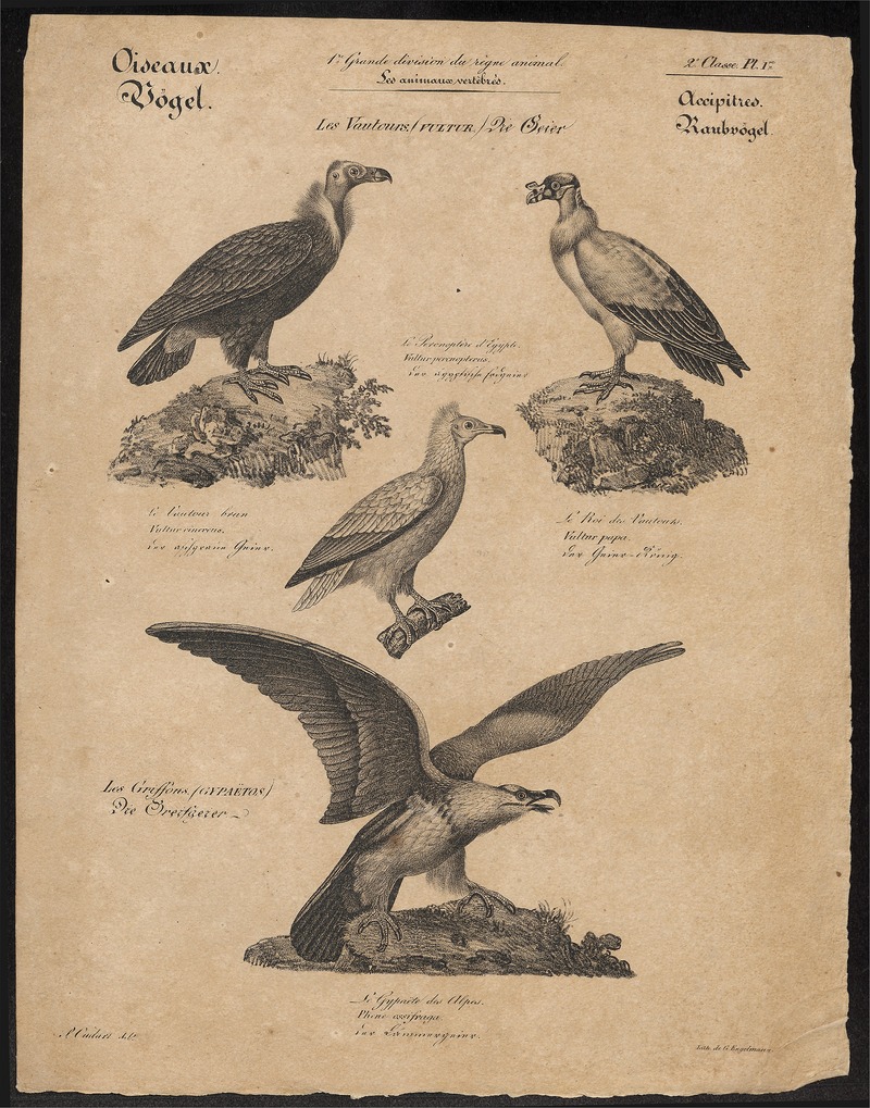 cinereous vulture (Aegypius monachus), Egyptian vulture (Neophron percnopterus), king vulture (Sarcoramphus papa), lammergeier (Gypaetus barbatus); DISPLAY FULL IMAGE.
