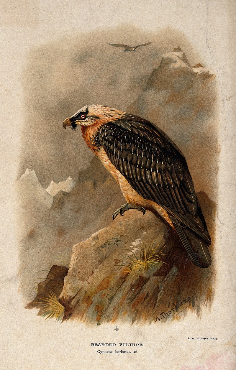 bearded vulture, lammergeier (Gypaetus barbatus); DISPLAY FULL IMAGE.
