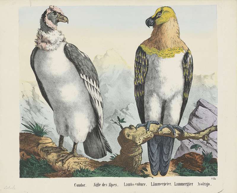 Andean condor (Vultur gryphus), lammergeier (Gypaetus barbatus); DISPLAY FULL IMAGE.