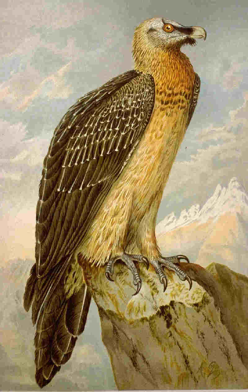 bearded vulture, lammergeier (Gypaetus barbatus); DISPLAY FULL IMAGE.