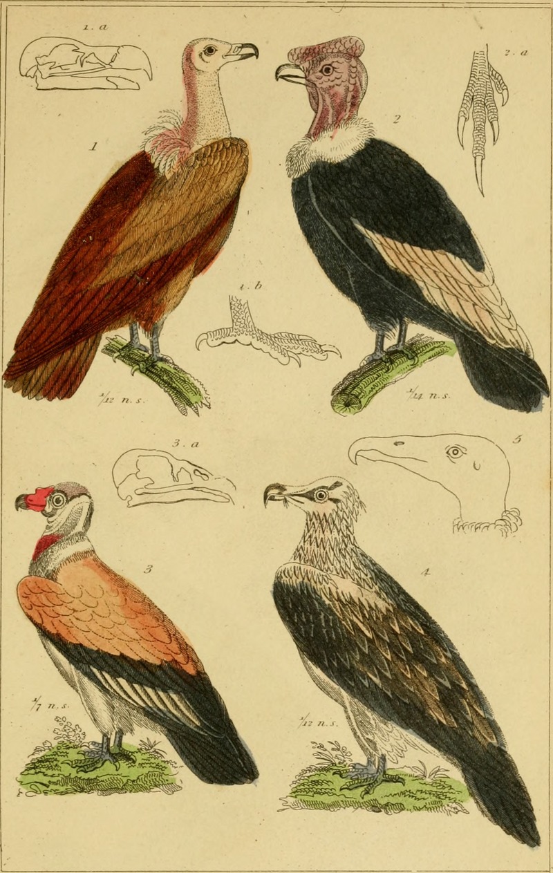 Indian vulture (Gyps indicus), Andean condor (Vultur gryphus), king vulture (Sarcoramphus papa), lammergeier (Gypaetus barbatus), turkey vulture (Cathartes aura); DISPLAY FULL IMAGE.