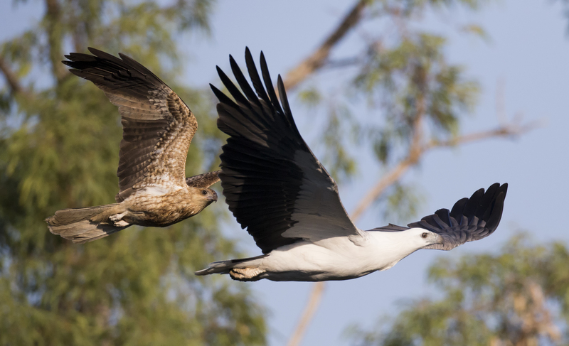 whistling kite (Haliastur sphenurus), white-bellied sea eagle (Haliaeetus leucogaster); DISPLAY FULL IMAGE.