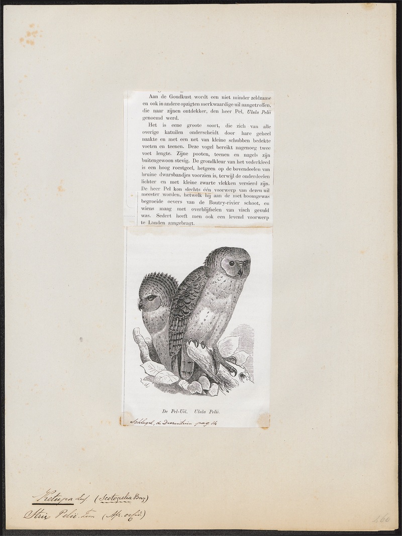 Pel's fishing owl (Scotopelia peli); DISPLAY FULL IMAGE.