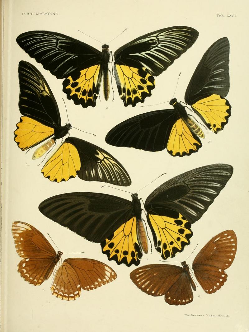Malay birdwing (Troides amphrysus), common birdwing (Troides helena), common mime (Papilio clytia), great blue mime (Papilio paradoxa); DISPLAY FULL IMAGE.