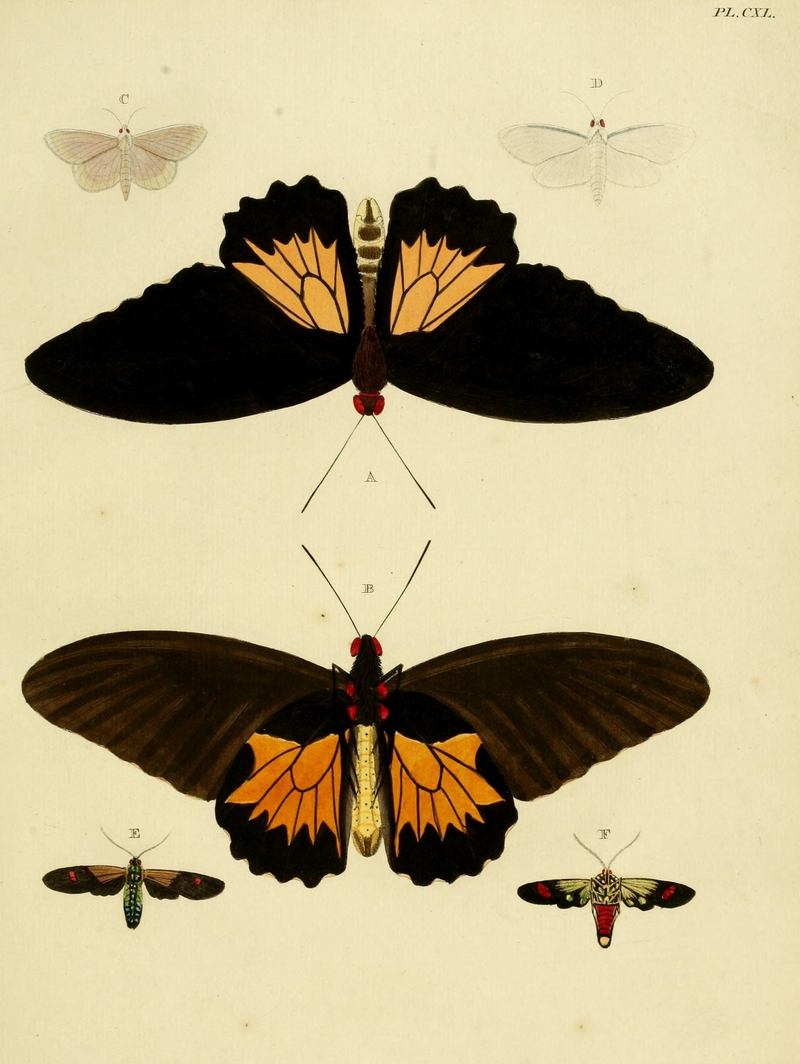 common birdwing (Troides helena), Hoterodes ausonia, satin white moth (Palpita flegia), Belemnia inaurata; DISPLAY FULL IMAGE.