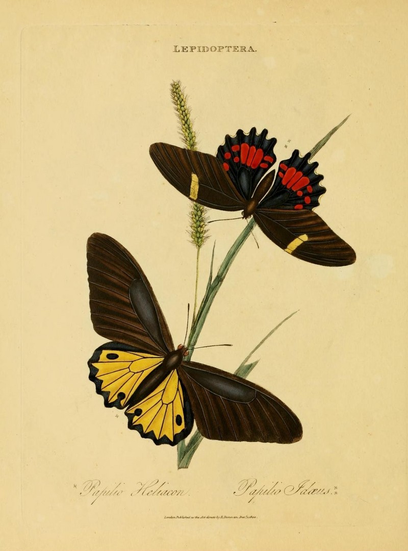 common birdwing (Troides helena), ruby-spotted swallowtail (Papilio anchisiades); DISPLAY FULL IMAGE.