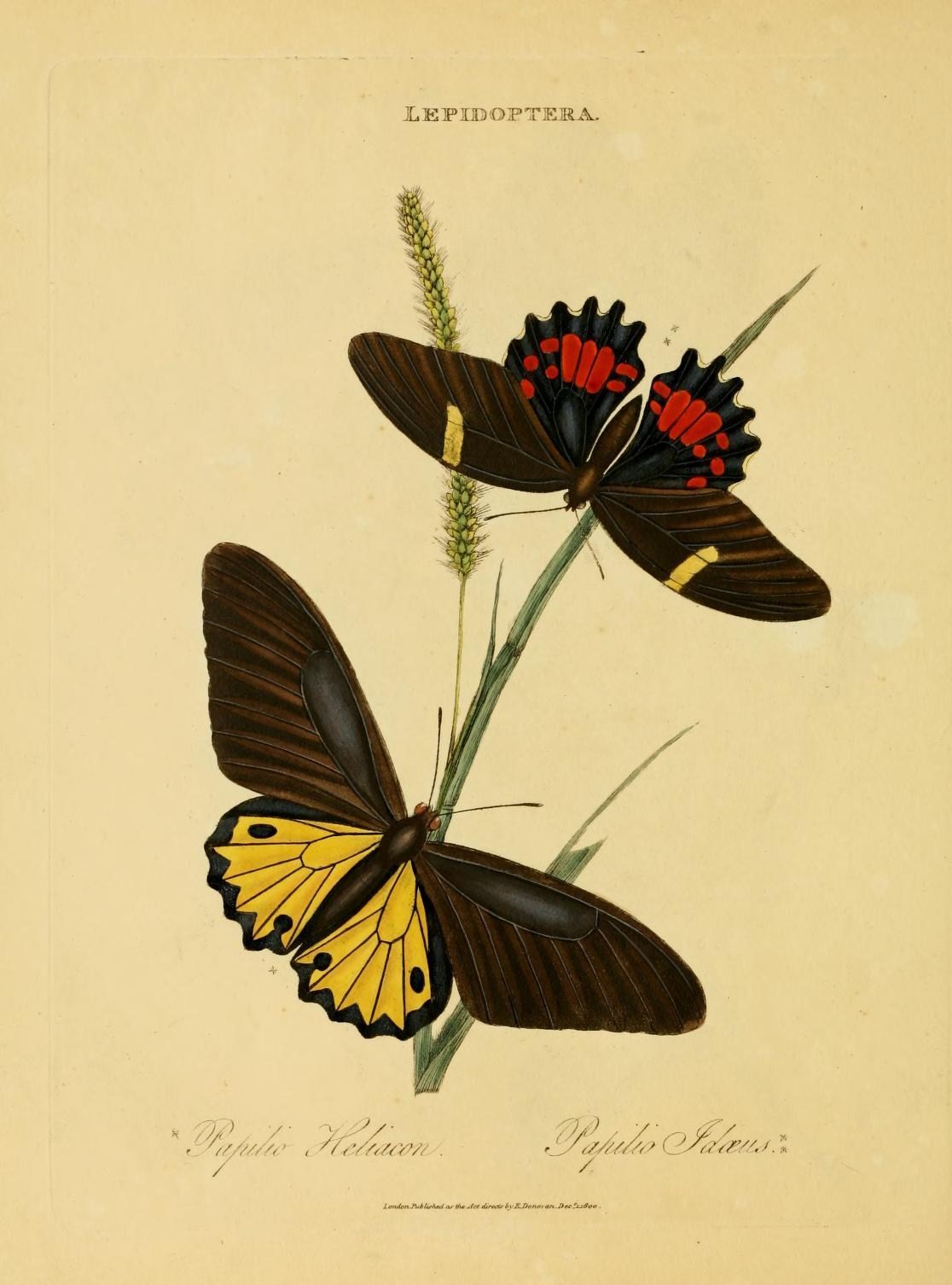 common birdwing (Troides helena), ruby-spotted swallowtail (Papilio anchisiades); Image ONLY