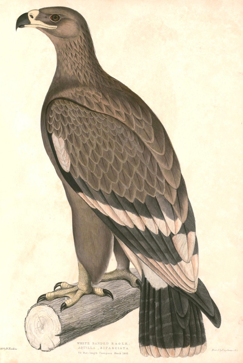 steppe eagle (Aquila nipalensis); DISPLAY FULL IMAGE.
