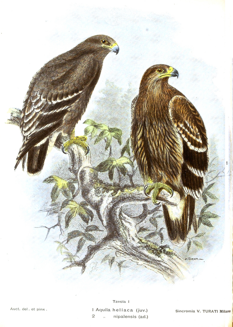 steppe eagle (Aquila nipalensis), eastern imperial eagle (Aquila heliaca); DISPLAY FULL IMAGE.