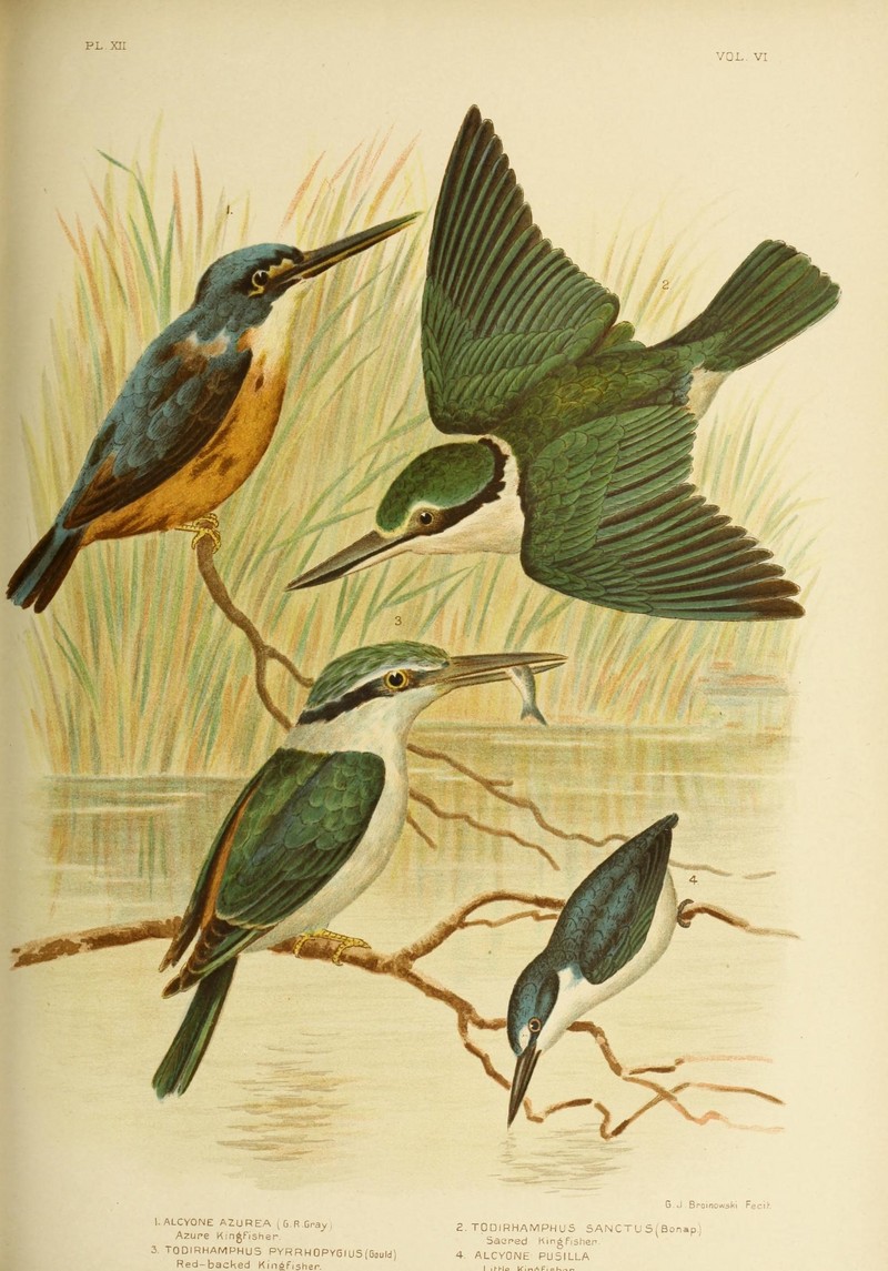 azure kingfisher (Ceyx azureus), sacred kingfisher (Todiramphus sanctus), red-backed kingfisher (Todiramphus pyrrhopygius), little kingfisher (Ceyx pusillus); DISPLAY FULL IMAGE.