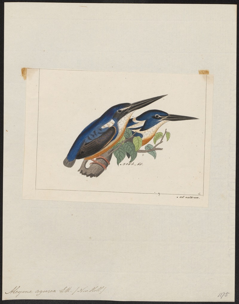 azure kingfisher (Ceyx azureus); DISPLAY FULL IMAGE.