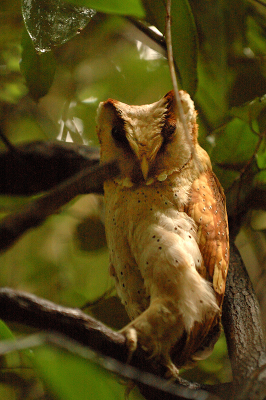 oriental bay owl (Phodilus badius); Image ONLY