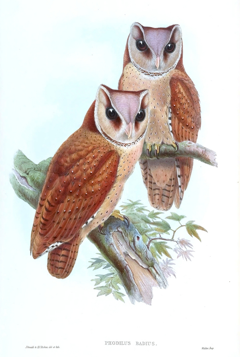 oriental bay owl (Phodilus badius); DISPLAY FULL IMAGE.