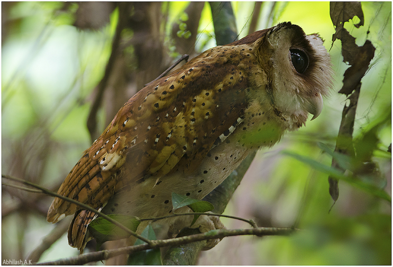 Sri Lanka bay owl (Phodilus assimilis); DISPLAY FULL IMAGE.