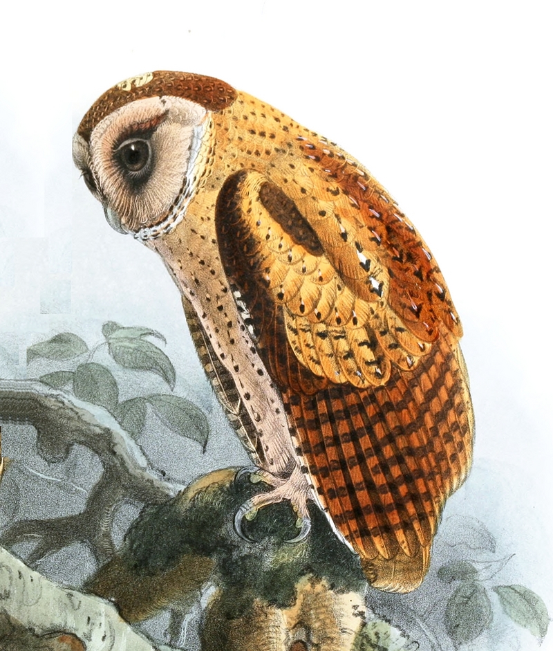 Sri Lanka bay owl (Phodilus assimilis); DISPLAY FULL IMAGE.
